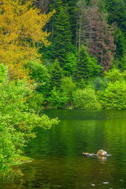 Lac du Lampy Fransa 'nın güneyindeki Occitanie bölgesinde Aude bölgesinde bulunan yapay göl. Bu göl, ormanlarla çevrili muhteşem bir doğal ortamda, Midi Kanalı 'na su sağlar..