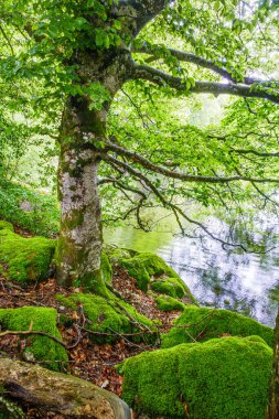 Lac du Lampy Fransa 'nın güneyindeki Occitanie bölgesinde Aude bölgesinde bulunan yapay göl. Bu göl, ormanlarla çevrili muhteşem bir doğal ortamda, Midi Kanalı 'na su sağlar..