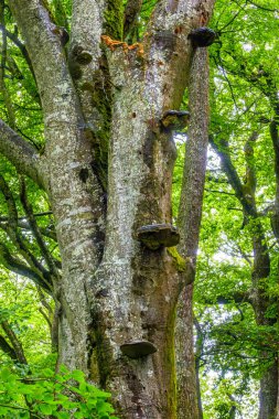 Lac du Lampy Fransa 'nın güneyindeki Occitanie bölgesinde Aude bölgesinde bulunan yapay göl. Bu göl, ormanlarla çevrili muhteşem bir doğal ortamda, Midi Kanalı 'na su sağlar..