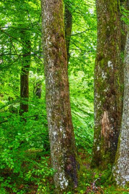 Lac du Lampy Fransa 'nın güneyindeki Occitanie bölgesinde Aude bölgesinde bulunan yapay göl. Bu göl, ormanlarla çevrili muhteşem bir doğal ortamda, Midi Kanalı 'na su sağlar..