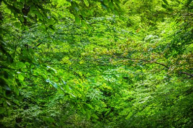 Lac du Lampy Fransa 'nın güneyindeki Occitanie bölgesinde Aude bölgesinde bulunan yapay göl. Bu göl, ormanlarla çevrili muhteşem bir doğal ortamda, Midi Kanalı 'na su sağlar..