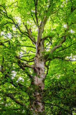 Lac du Lampy Fransa 'nın güneyindeki Occitanie bölgesinde Aude bölgesinde bulunan yapay göl. Bu göl, ormanlarla çevrili muhteşem bir doğal ortamda, Midi Kanalı 'na su sağlar..