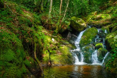 Fransa 'daki Lamontlari Komünü' nde küçük bir dere, şelale ve Tarn 'ın çalılıkları.
