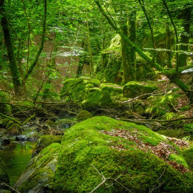 Fransa 'daki Lamontlari Komünü' nde küçük bir dere, şelale ve Tarn 'ın çalılıkları.