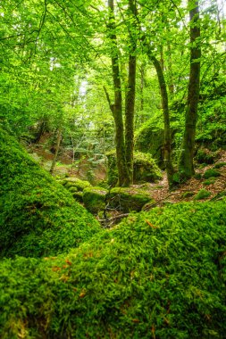Fransa 'daki Lamontlari Komünü' nde küçük bir dere, şelale ve Tarn 'ın çalılıkları.