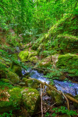 Fransa 'daki Lamontlari Komünü' nde küçük bir dere, şelale ve Tarn 'ın çalılıkları.