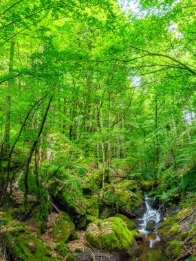 Fransa 'daki Lamontlari Komünü' nde küçük bir dere, şelale ve Tarn 'ın çalılıkları.
