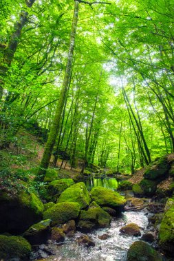 Fransa 'daki Lamontlari Komünü' nde küçük bir dere, şelale ve Tarn 'ın çalılıkları.