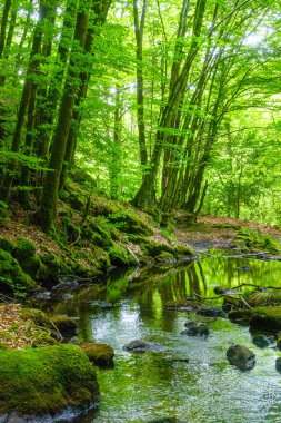 Fransa 'daki Lamontlari Komünü' nde küçük bir dere, şelale ve Tarn 'ın çalılıkları.