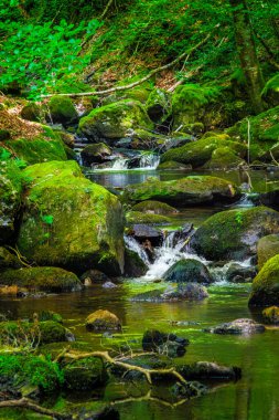 Fransa 'daki Lamontlari Komünü' nde küçük bir dere, şelale ve Tarn 'ın çalılıkları.