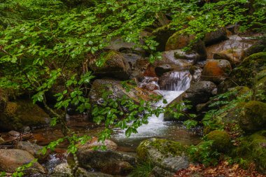Fransız Pirenesi 'ndeki Madres' te orman yürüyüşü