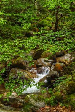 Fransız Pirenesi 'ndeki Madres' te orman yürüyüşü
