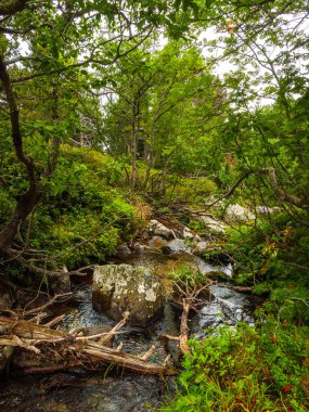 Forest hike along streams at Madres in the French Pyrenees clipart