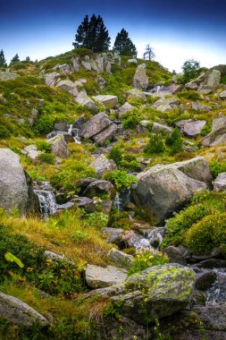 Fransız Pirenesi 'ndeki Madres' te orman yürüyüşü