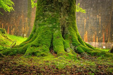 Fransa 'nın Occitanie ormanında ağaç ve yeşil yosun