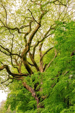 Fransa 'nın Occitanie ormanında ağaç ve yeşil yosun
