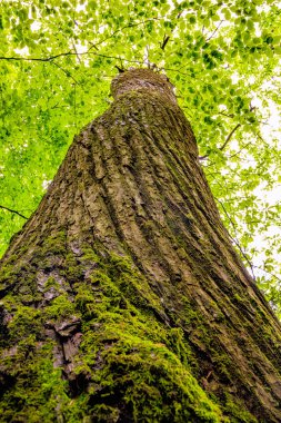 Fransa 'nın Occitanie ormanında ağaç ve yeşil yosun