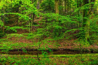 Fransa 'nın Occitanie ormanında ağaç ve yeşil yosun