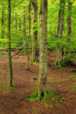 Fransa 'nın Occitanie ormanında ağaç ve yeşil yosun