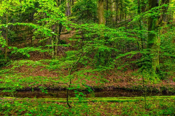Fransa 'nın Occitanie ormanında ağaç ve yeşil yosun
