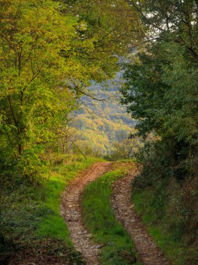 Autumn tree in Aveyron in France clipart