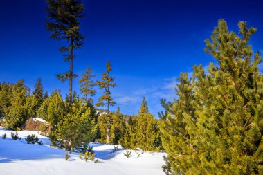 Fransız Pirenesi dağlarında kar ve ormanlar