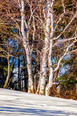 Trees in the snow in Mijans in the Pyrenees in France clipart