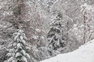 Fransız Pirenesi 'ndeki Camurac' ta taze kar altında orman manzarası.