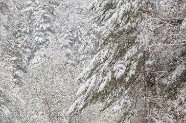 Fransız Pirenesi 'ndeki Camurac' ta taze kar altında orman manzarası.