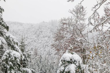 Forest landscape under fresh snow in Camurac in the French Pyrenees. clipart