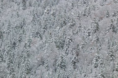 Forest landscape under fresh snow in Camurac in the French Pyrenees. clipart