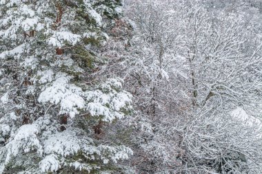Fransız Pirenesi 'ndeki Camurac' ta taze kar altında orman manzarası.