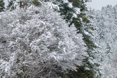 Forest landscape under fresh snow in Camurac in the French Pyrenees. clipart