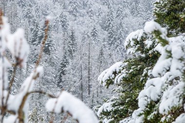 Fransız Pirenesi 'ndeki Camurac' ta taze kar altında orman manzarası.
