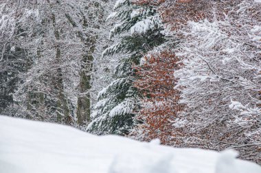 Fransız Pirenesi 'ndeki Camurac' ta taze kar altında orman manzarası.
