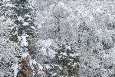 Forest landscape under fresh snow in Camurac in the French Pyrenees. clipart