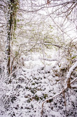 Forest landscape under the snow in the Lot in France clipart