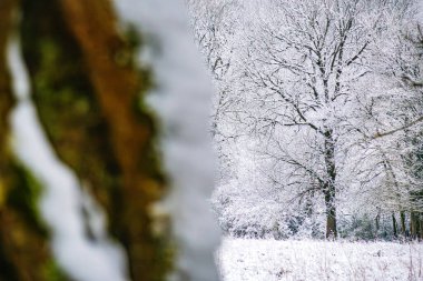 Forest landscape under the snow in the Lot in France clipart