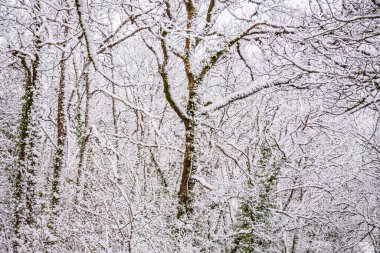 Fransa 'daki Lot' ta kar altında orman manzarası