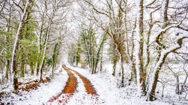 Forest landscape under the snow in the Lot in France clipart