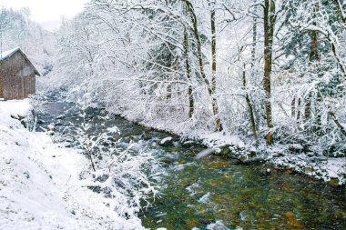 Haute Savoie nehri, ormanda, ağaçlar kar altında, Fransız Alplerinde.