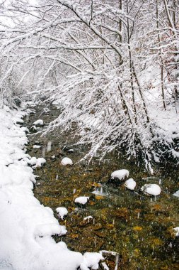 Haute Savoie nehri, ormanda, ağaçlar kar altında, Fransız Alplerinde.
