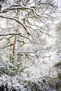 Fransa 'da kar altında yapraksız ağaçların manzarası