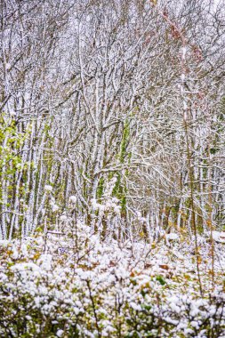 Fransa 'da kar altında yapraksız ağaçların manzarası