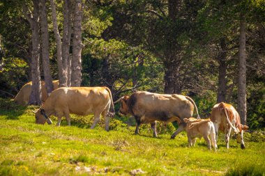 Güney Alplerdeki Pireneler 'in çayırında ve ormandaki boğa..