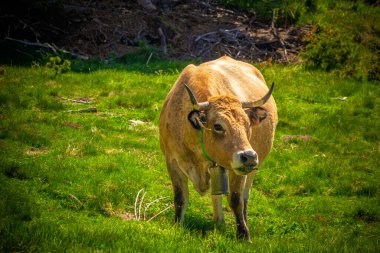 Güney Alplerdeki Pireneler 'in çayırında ve ormandaki inekler..