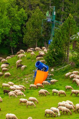 Pireneler 'deki Formigures' teki koyunların fotoğrafı. Fransa 'nın güneyindeki bir kayak merkezinin yamaçlarında, tesislerle çevrili bir sürü.,