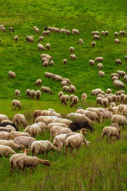 Pireneler 'deki Formigures' teki koyunların fotoğrafı. Fransa 'nın güneyindeki bir kayak merkezinin yamaçlarında, tesislerle çevrili bir sürü.,