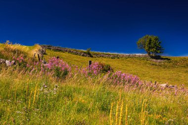 Çürük tarlalar ve Aubrac.Ovanın ufku. Fransız Occitan 'ının ortasındaki dağlarda ve tepelerde..