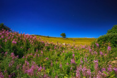 Çürük tarlalar ve Aubrac.Ovanın ufku. Fransız Occitan 'ının ortasındaki dağlarda ve tepelerde..